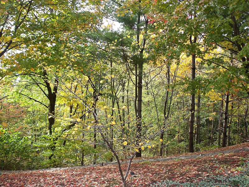 Fast Fact: Canada has retained 91% of its original forest area.