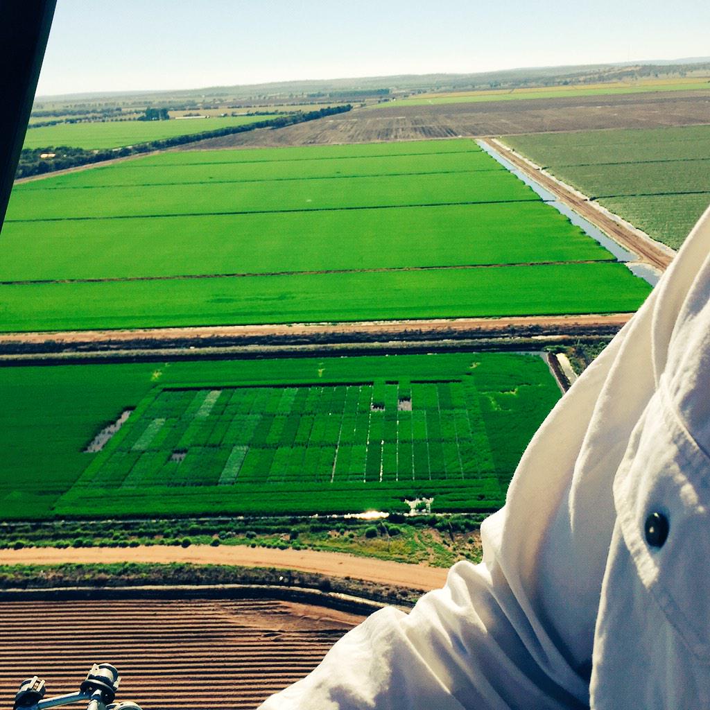 @Rice_RRAPL @emilyclairford #RAAPL #SunRice trial variety block from the air, results will make for good reading