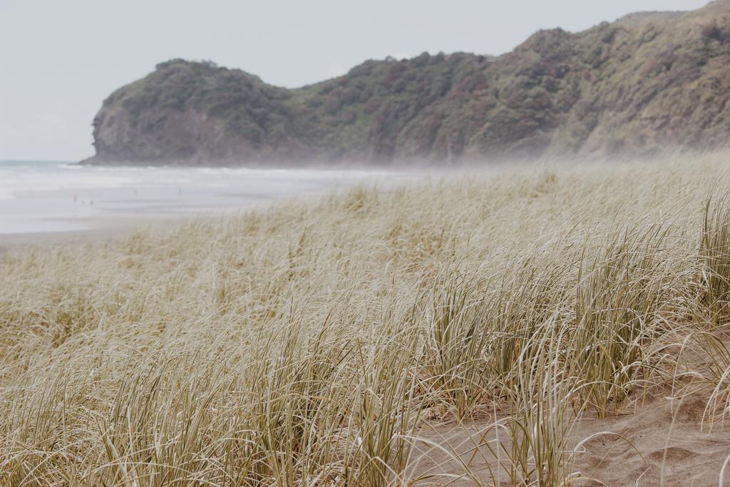 SSLphotography_'s tweet photo. #pihabeach @LocalAuckland @eyeonauckland @PureNewZealand #NZmustDO http://t.co/CZ6HYeKYIc