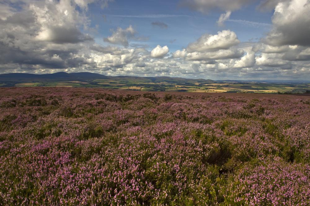 GraemePeacock1's tweet photo. #Northumberland #SummerHeather #ScuddingClouds #CheviotHills #LastingMemories :) @NorthumberlndNP @VisitNland http://t.co/6ElzFT7890
