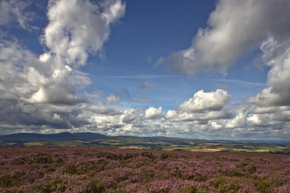 GraemePeacock1's tweet photo. #Northumberland #SummerHeather #ScuddingClouds #CheviotHills #LastingMemories :) @NorthumberlndNP @VisitNland http://t.co/6ElzFT7890