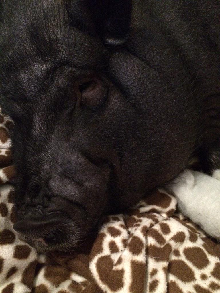 MissSmartyJones's tweet photo. He's laying in his house on his blankets and I'm laying on his mattress to show him it's cool #MiniPigProblems http://t.co/Eu0J9jcL3L