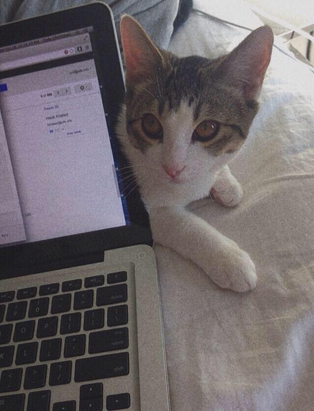 || say hi to wyatt (srry having withdrawals bc I haven't seen him for two days i'm lame)