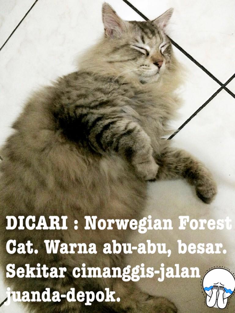 aphroditesiga's tweet photo. @SahabatMeong @areaKUCING @infokucing @infokucing_ anakku ini hilang, mohon bantuannya buat yg nemuin kabari aku :'(( http://t.co/30Ti42uhvw