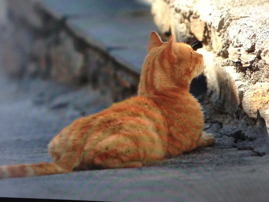 市場 岩合光昭の世界ネコ歩き アンダルシア