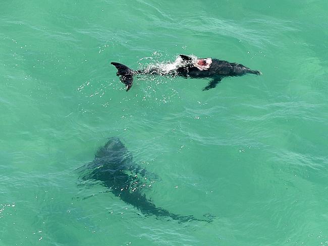 Нападение дельфинов. Акула и Дельфин. Нападение акул на дельфинов.