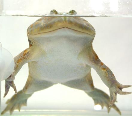 ドヤ顔でポーズをキメるマルメタピオカガエルがひょうきん過ぎる しかも鳴き声はミ ャ ア ア ァァァ Togetter ドヤ顔でポーズをキメるマルメタピオカガエルがひょうきん過ぎる しかも鳴き声はミ ャ ア ア ァァァ Togetter