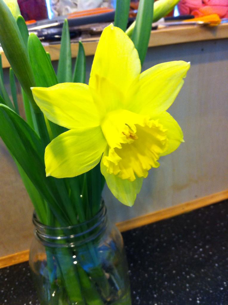 FloralReefDes's tweet image. When it's this cold out I like having spring flowers around #chilly #thinkingofspring