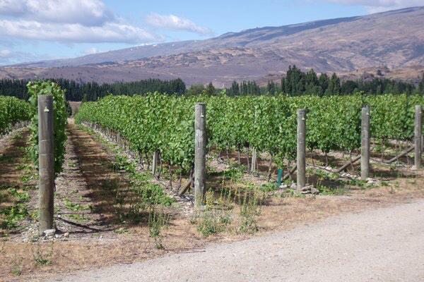 BarringtonWine's tweet photo. Things heating up in the vineyard. 34 deg today http://t.co/Cm1behsoN5