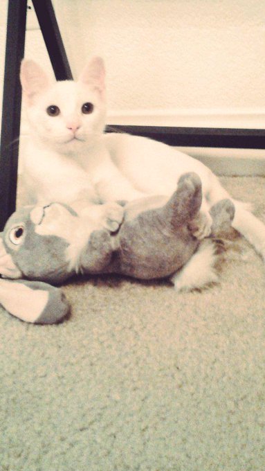 Kitties new toy #meow #cuties http://t.co/DGH8PWmkU8<a href="/tag/meow"class="tags">#meow</a><a href="/tag/cuties"class="tags">#cuties</a>