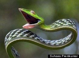 Everyday_Snake's tweet photo. It's Friday... Let the #Snaking preparation begin 

#SaturdaySnakeday http://t.co/7FsvX1lJEM
