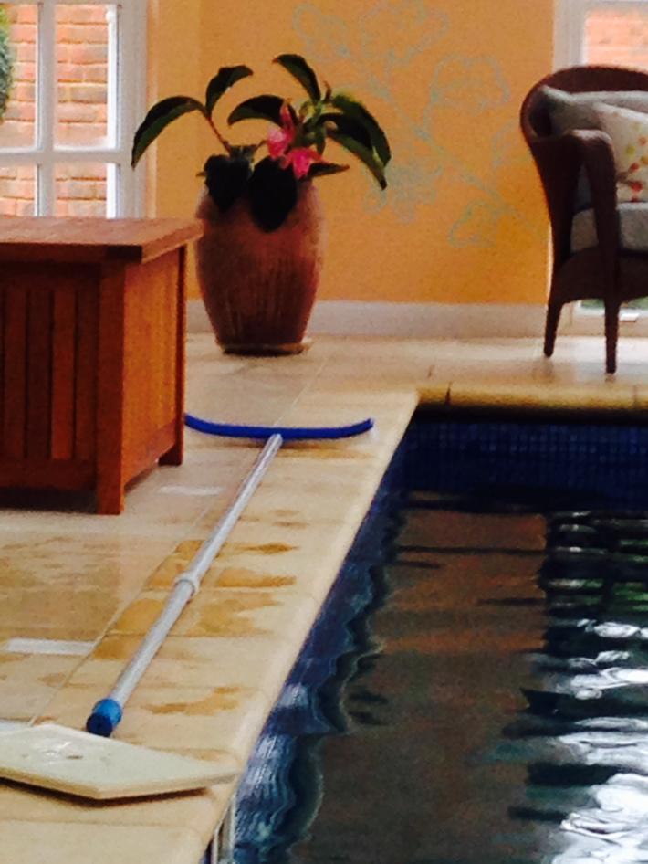 Poolmaintenance's tweet image. Lovely medinilla growing happily in this pool house