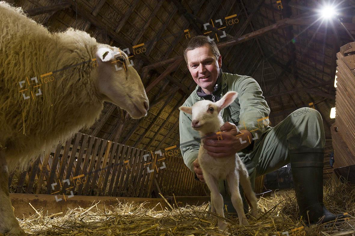 Genomineerd voor de #Gelders Nieuwsfoto 2014 met foto van #Lammert #Niesing #Schaapskooi #Heerde eerste lammetje 2014
