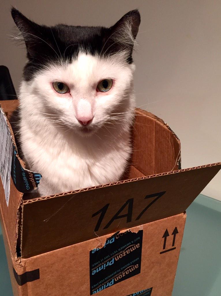 RecoletaTheCat's tweet photo. Available on #AmazonPrime. @amazon http://t.co/arMFYDDai5