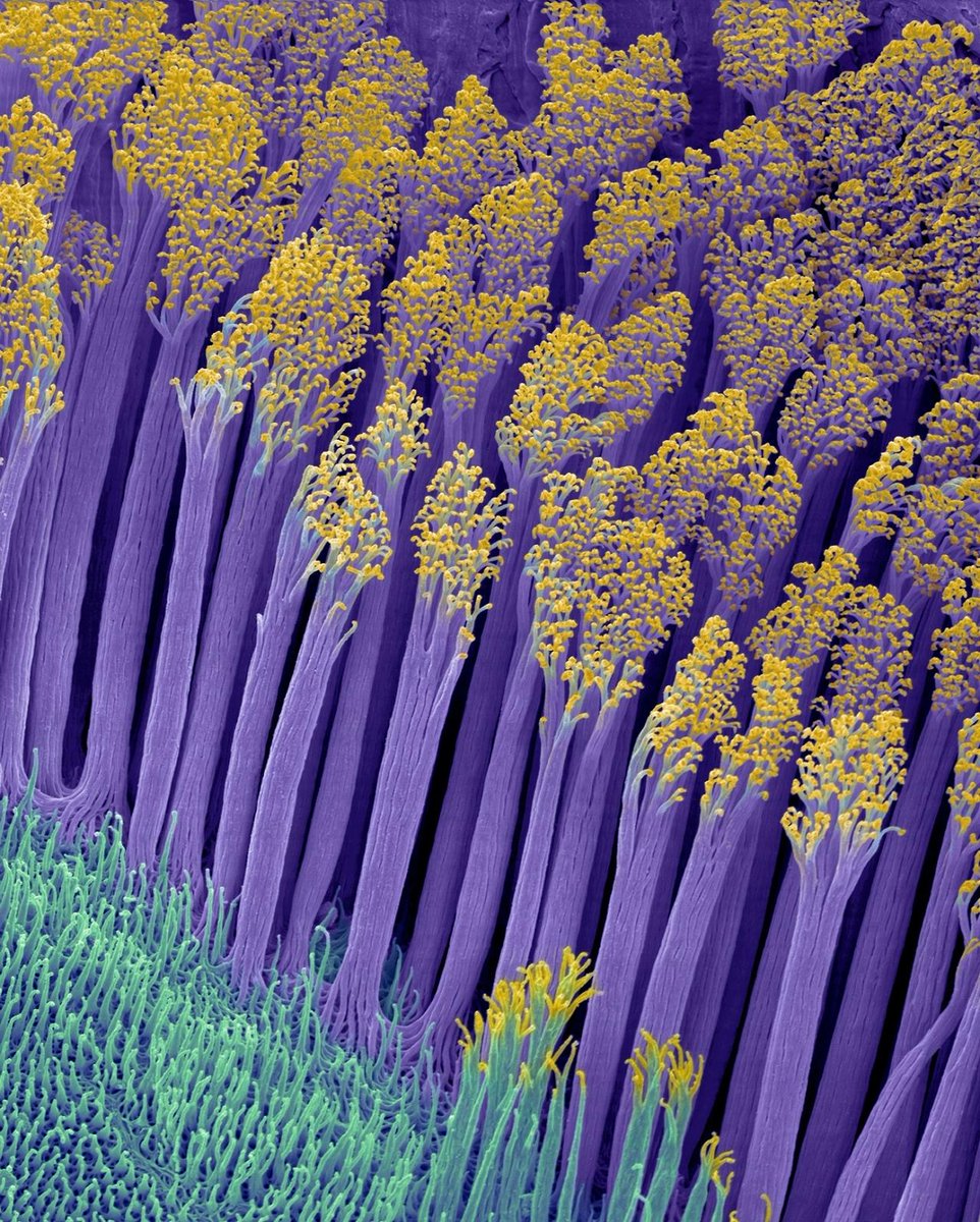 dtdchange's tweet photo. So...
what is it?
& where from?
#BioEnigma http://t.co/cKBRHNuEDy