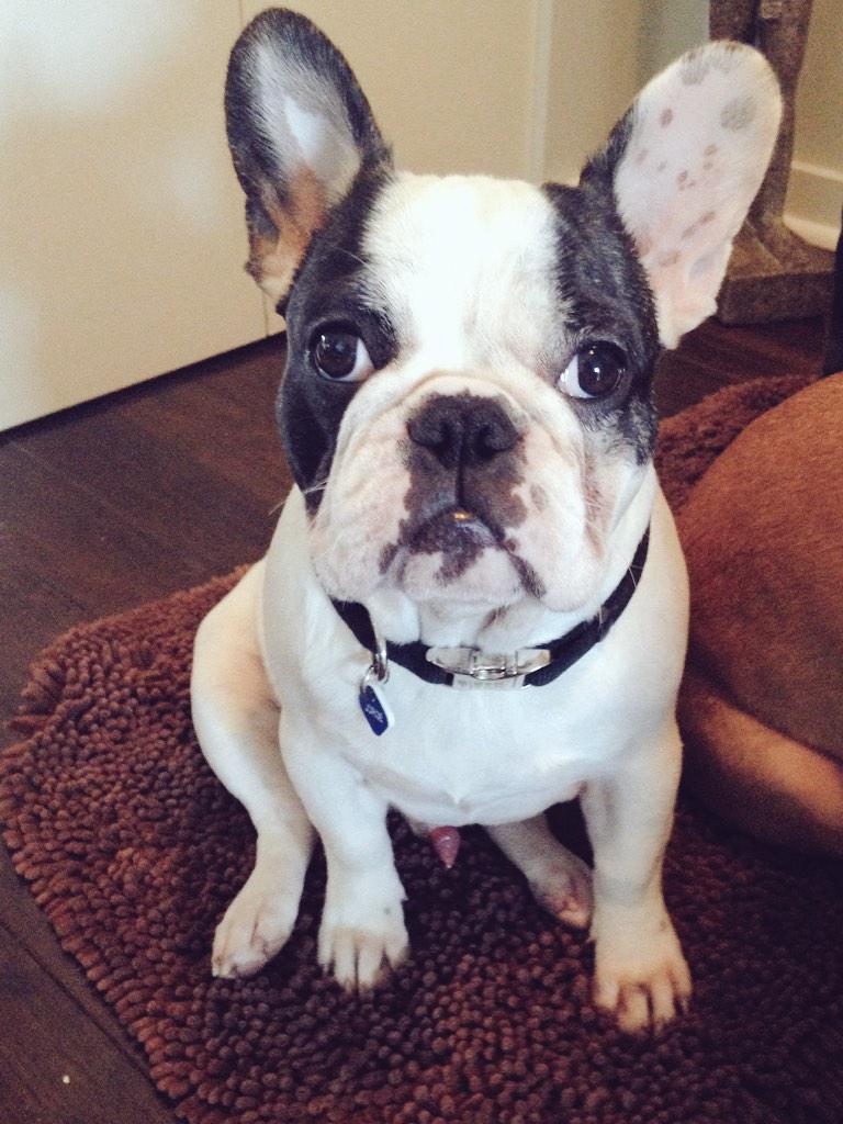 Carlos The Frenchie On Twitter This Is My Brother Jorge Mom