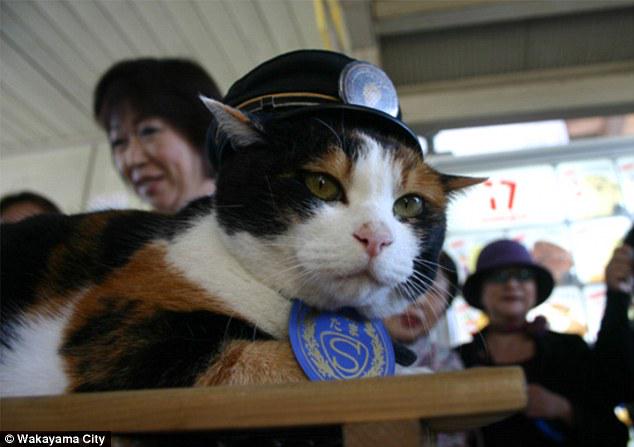 YOSushi's tweet photo. Tama, the cat, is a manager of a train station in Japan. #FridayFact #LoveJapan http://t.co/PTpWuooxpE