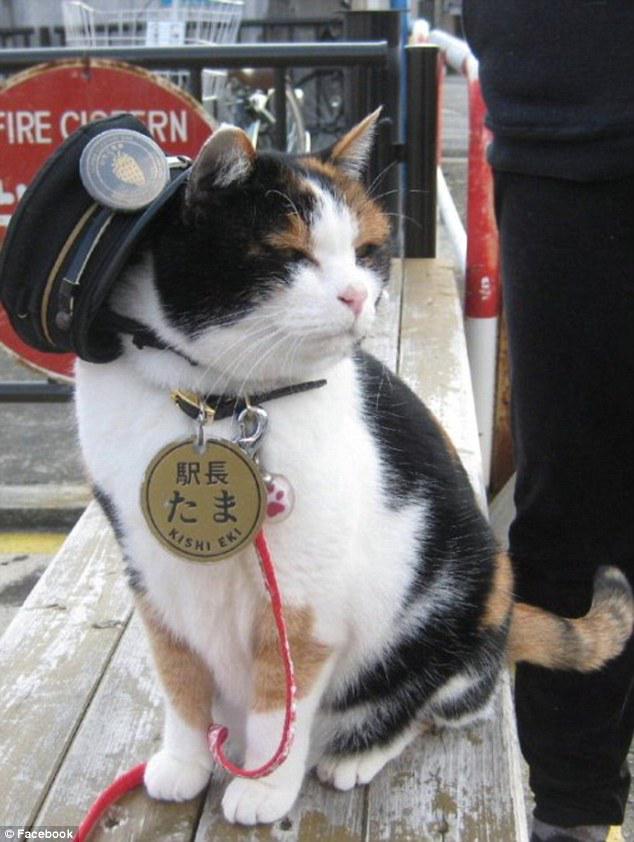 YOSushi's tweet photo. Tama, the cat, is a manager of a train station in Japan. #FridayFact #LoveJapan http://t.co/PTpWuooxpE