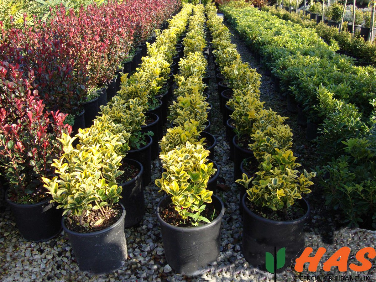 HasCicekFidan's tweet photo. #AltuniTaflan #EuonymusJaponicaAuera) http://t.co/jmt921bcgi