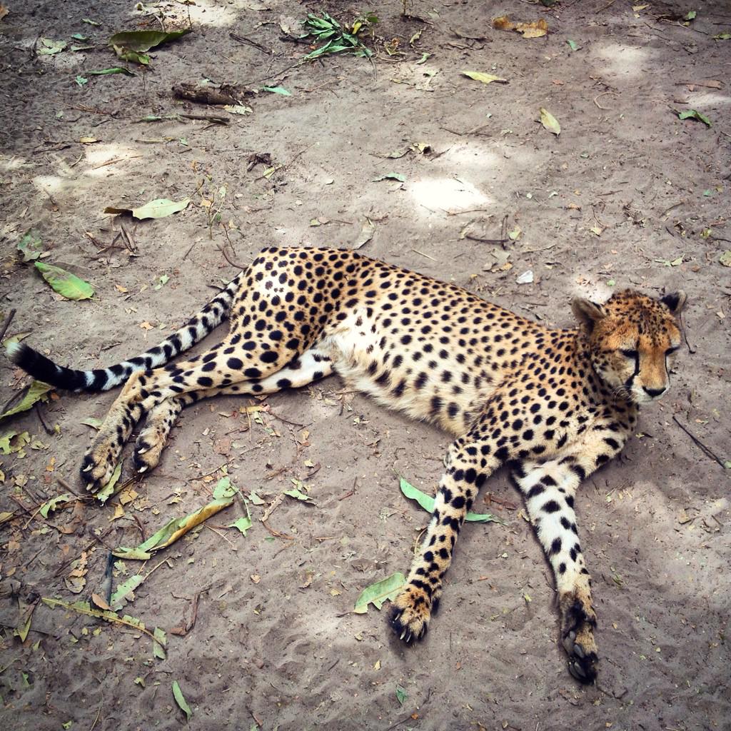 hms_rusty's tweet photo. One of only two remaining Gambian cheetah (this Nature Reserve is a very sad place) http://t.co/ymAMr0WqRD