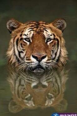 awad228's tweet photo. لا تحاول تشبع العالم .. حضور  ،
لـ الغياب احيان ، نكهة : ممتعة http://t.co/gtWoCetyQF