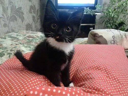 How sweet, it's Jess' mini me!