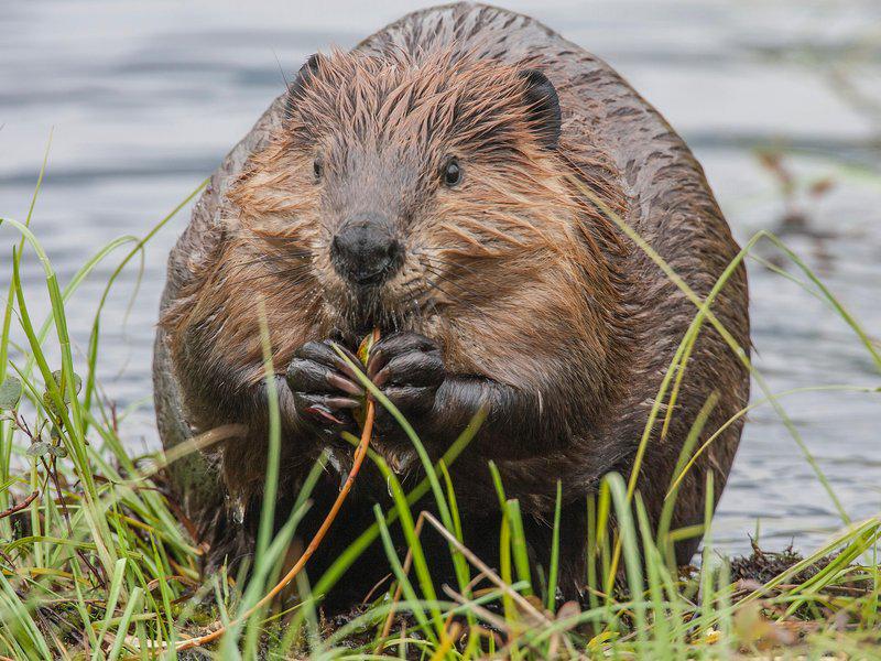 SmithsonianMag's tweet photo. The time beavers parachuted into Idaho's backcountry http://t.co/xbNzV6HRKO http://t.co/CFEIUoaHNK
