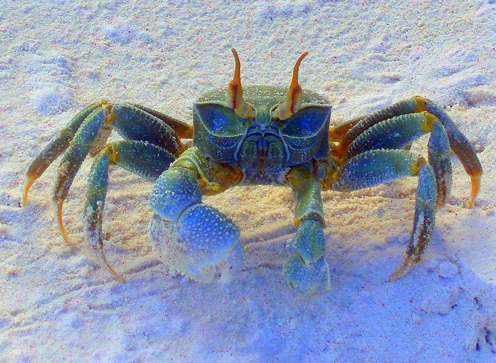 Belleplain's tweet photo. 🔹🔷 'Bejeweled' 🔷🔹 Seychelles Island Crab poses for photographer Veronika K Ko. #seychelles http://t.co/QPXiM5pChy