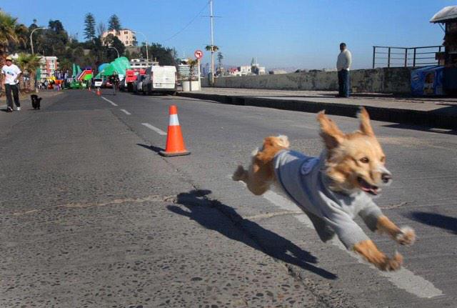 JaenSquare's tweet image. ¡San Antón 2015! ¡Suerte para esta tarde a tod@s l@s participantes! #SanAnton2015