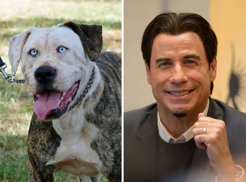BuzzFeed's tweet photo. This dog looks exactly like John Travolta http://t.co/4CVZtRXfmP http://t.co/GiW3itJdzY