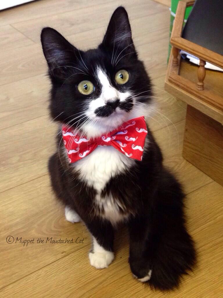 Muppetcatstache's tweet photo. I wonders why mom giggles every times she looks at me 🐱 http://t.co/xgaNzRD97C