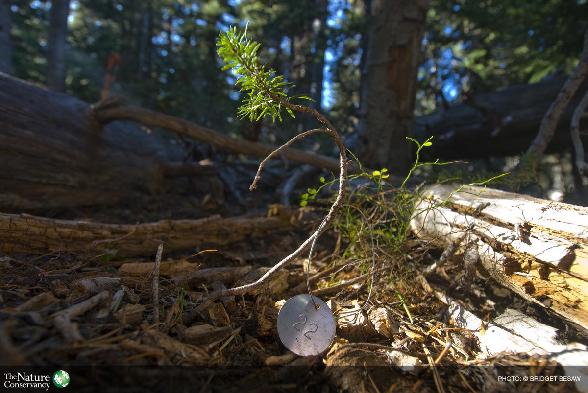 nature_org's tweet photo. Photo of the week: Research site marker for new growth in a forest located in Blewett Pass of the Cascade Mountains. http://t.co/tVVXlMWupE