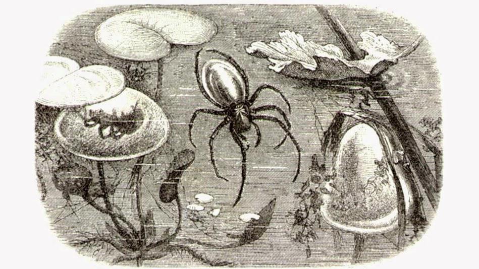 Biodiversity101's tweet photo. Argyroneta acquatica: the #waterspider. Oxygen bubbles as an hunting strategy http://t.co/TuHxsDbwK1