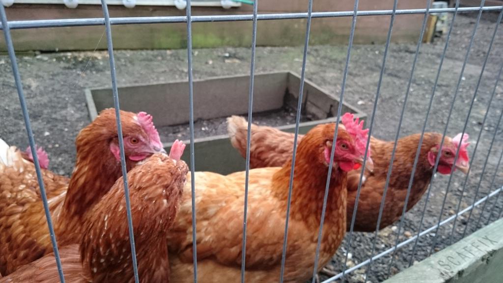 MirandaDixon___'s tweet photo. 'ex-batt' hens at the brownfield community garden in poplar #yearherekickoff @PoplarHARCA http://t.co/1NOyCHAICs