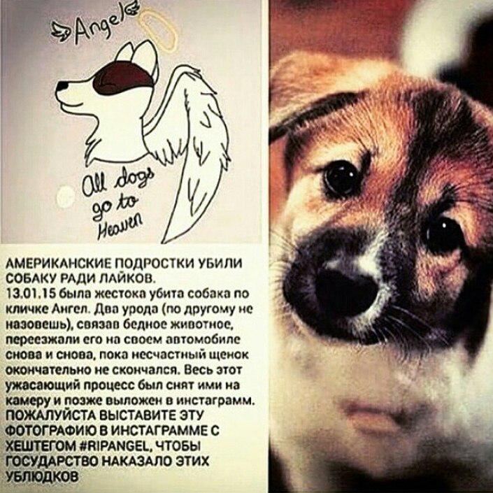 Anastasia (@crazy_1_) on Twitter photo 