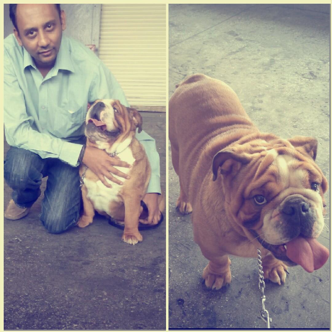 anvisinc's tweet photo. #AnvisPetRelocation #Bangalore to Dubai #EnglishBullDog #ChallengesOfMovingBrachycephalicBreeds #CommittedPetOwners http://t.co/CVdSdDspum