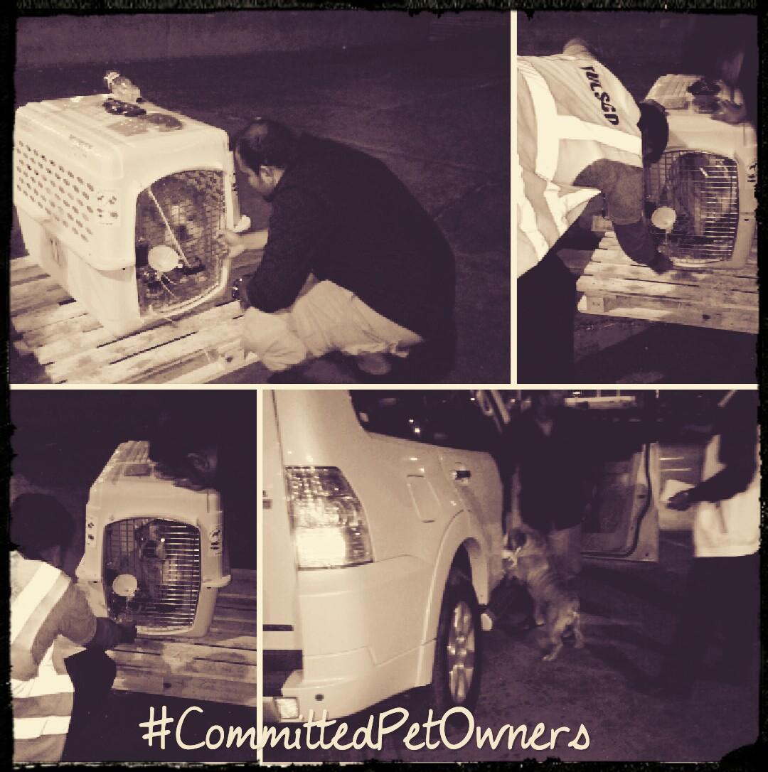 anvisinc's tweet photo. #AnvisPetRelocation #Bangalore to Dubai #EnglishBullDog #ChallengesOfMovingBrachycephalicBreeds #CommittedPetOwners http://t.co/CVdSdDspum