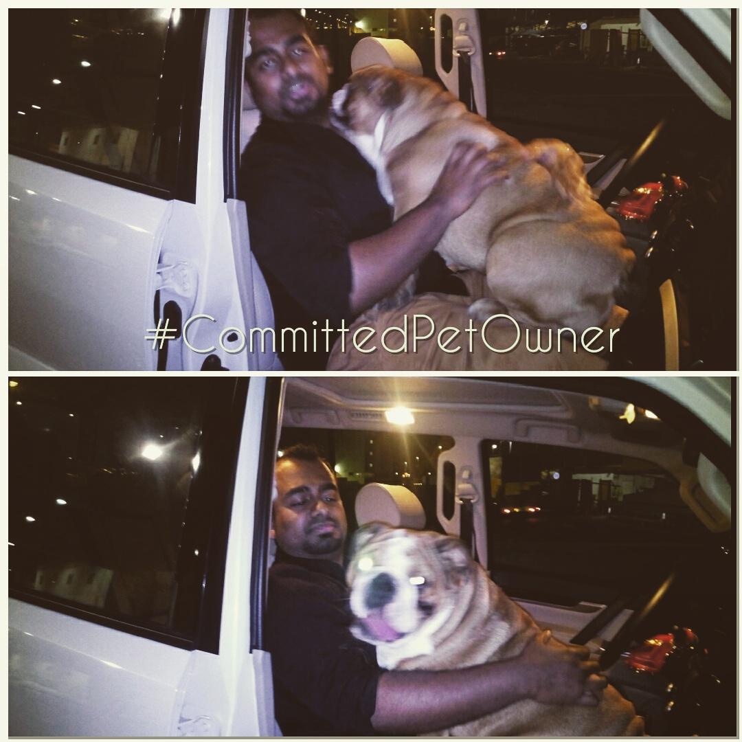 anvisinc's tweet photo. #AnvisPetRelocation #Bangalore to Dubai #EnglishBullDog #ChallengesOfMovingBrachycephalicBreeds #CommittedPetOwners http://t.co/CVdSdDspum