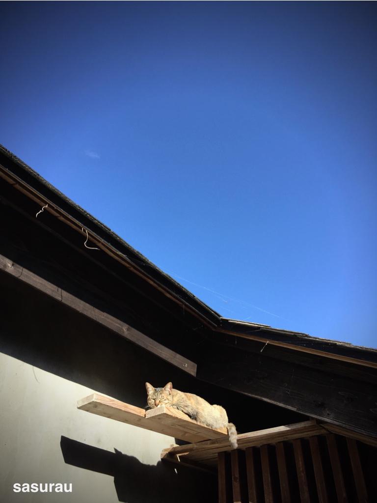 sasurau's tweet photo. そしてイリオモテイエネコも！ #e_up! http://t.co/HHsZLlYpLs