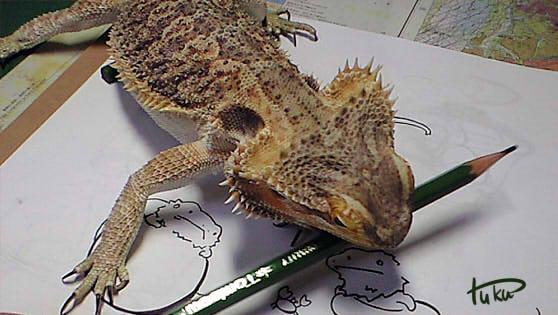 ツク之助 フトアゴ絵本発売中 En Twitter イラストと描いた人 Http T Co Nhyrfyxoso ツク之助 フトアゴ絵本発売中 En Twitter イラストと描いた人 Http T Co Nhyrfyxoso