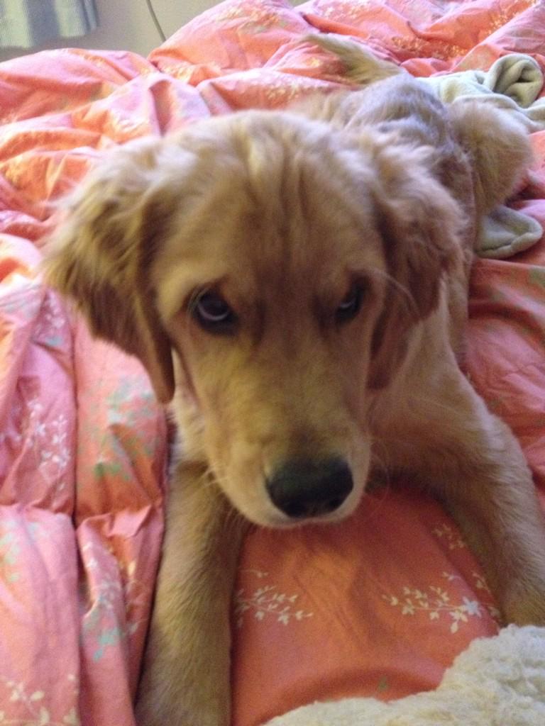 willowbarcelona's tweet photo. Thanks everyone for being on #TeamStreeter. After surgery I will be fine :) http://t.co/diO9kS9dO4