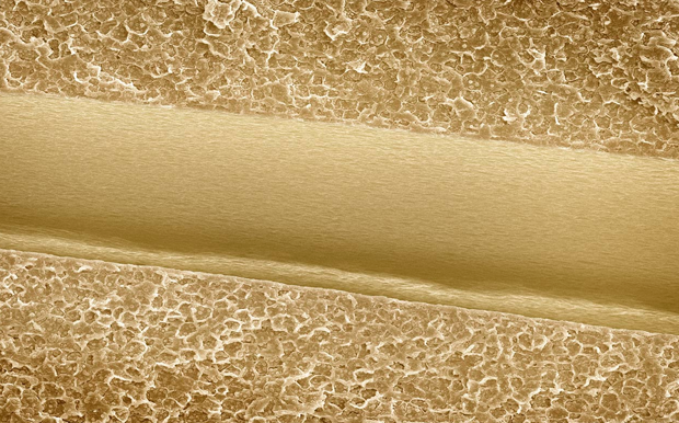 Biodiversity101's tweet photo. Looking through a #microscope #lens |what kind of #food are you looking at? #biodiversity #almond http://t.co/mtBRHikkIk