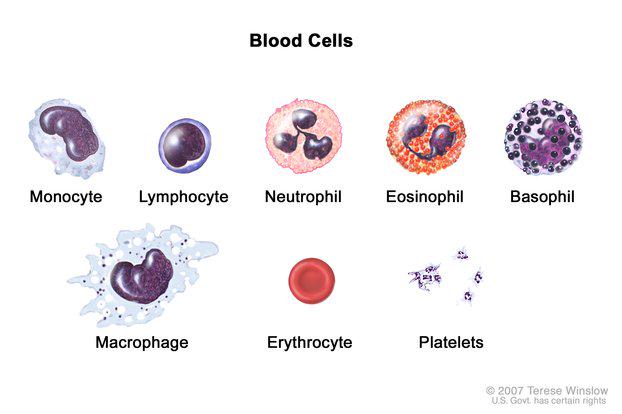 theNCI's tweet photo. Questions about blood cancers? We have summaries on 25 types of blood (hematologic) cancer:  http://t.co/V0Fc6HXPHy http://t.co/cYrcM62DGO