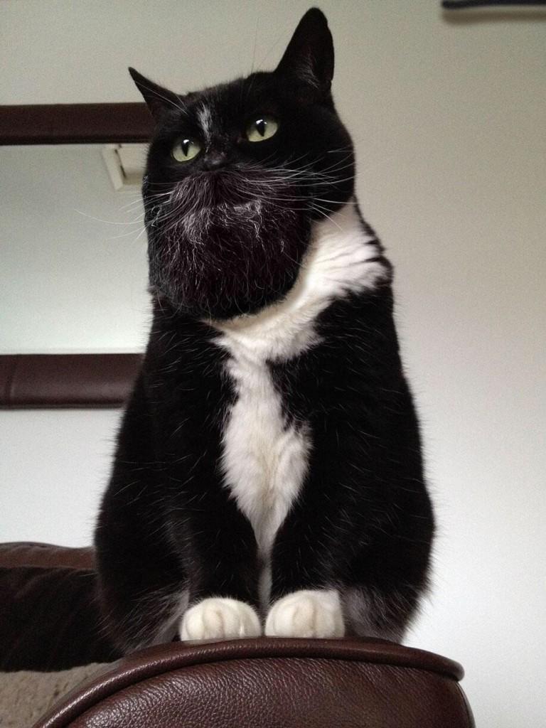 Vote for <a href="/fatwans/">Fatwans</a> over at Ratemybeard.se - Support #heartbeard - ratemybeard.se/fatwans/