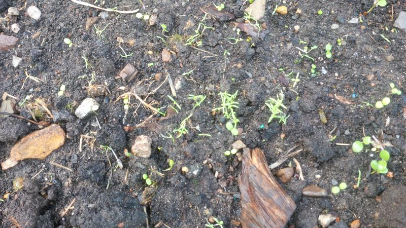 Poppies self-seeded from last year at <a href="/SalfordMuseum/">Salford Museum & Art Gallery</a> / <a href="/SalfordUni/">University of Salford</a>. Looks like it's going to be a colourful year  ;)
