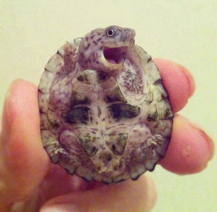 I love him! RT @earthposts: Baby Turtle Smiling http://t.co/KisUH7A64S<a class="tags" target="_blank" title="On Twitter" href="/?out=eyJ0eXAiOiJKV1QiLCJhbGciOiJIUzUxMiJ9.eyJpYXQiOjE3MjA2ODIxNDIsImlzcyI6InR3cG9ybnN0YXJzLmNvbSIsIm5iZiI6MTcyMDY4MjE0MiwiZXhwIjoxNzUyMjE4MTQyLCJyZWRpcmVjdF91cmwiOiJodHRwczovL3R3aXR0ZXIuY29tL2VhcnRocG9zdHMifQ.iVeSMGcjFKF9Xdd6RWho7GL5fhw0kM4clBfhlduuP5fc7rzBWx-bV96ajqPaxDQ5fgELmMUOa5bLs6TZc7NtKA">@earthposts</a><a href="/tag/fan"class="tags"><span>#fan</span></a>