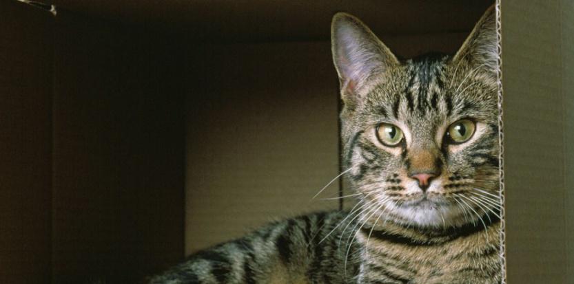 L Obs En Twitter Un Chat Errant Sauve La Vie D Un Bebe Abandonne Gt Http T Co D3ndcbvifz Http T Co Bakfqr1fqt Twitter