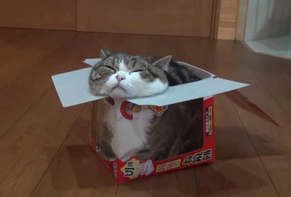 BuzzFeed tweet picture