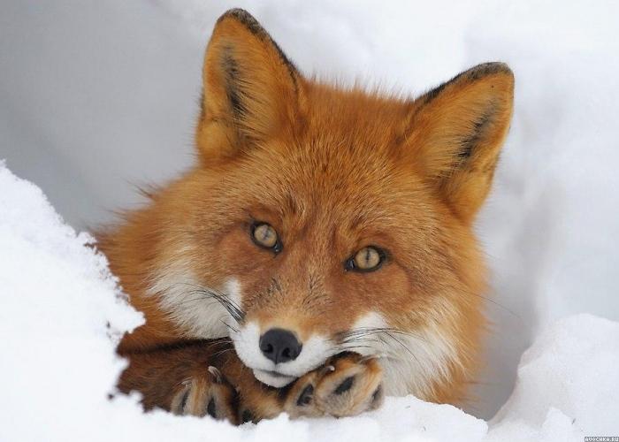 Avochka's tweet photo. Фото с рыжей лисичкой в снегу на avochka.ru
#картинки #фото #аватары #лисы #снег #зима
http://t.co/8RAplZgfqN http://t.co/011WTtKdJu