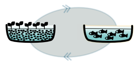 Comment ajuster et maintenir l'équilibre d'un système d'aquaponie :
wp.me/p46un4-Ae